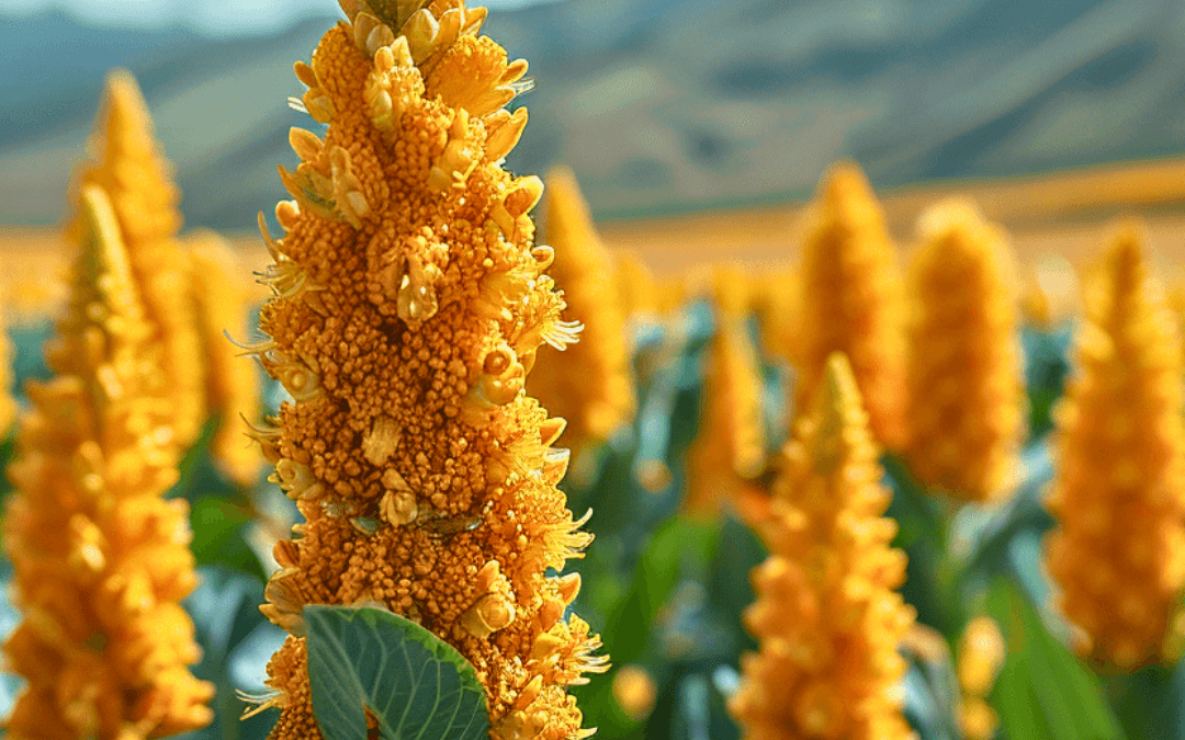A Game-Changer in Hair and Scalp Care: Organic Quinoa 